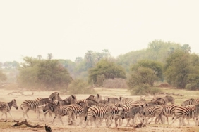 Sinematik Görselliğiyle Büyüleyecek Olan   ‘Vahşi Doğanın Tozu’, 27 Eylül Pazar Saat 20.00’de   National Geographic WILD Ekranlarında İzleyicilerle Buluşuyor!