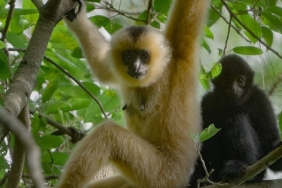 3 Bölümden Oluşan ‘Yağmur Ormanlarının Sesi’, 29 Ekim Perşembe Saat 20.00’de National Geographic WILD Ekranlarında İzleyicilerle Buluşuyor!