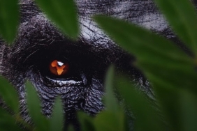 7 Bölümden Oluşan ‘Afrika: Vahşi Yuvamız’,   3 ve 4 Ekim Cumartesi/Pazar Günleri 15.15’te Art Arda Bölümlerle National Geographic’te İzleyicilerle Buluşuyor