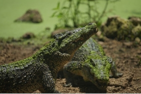 ‘Karayipler’in Vahşi Timsahları’,   25 Ekim Pazar Saat 20.00’de National Geographic WILD Ekranlarında!